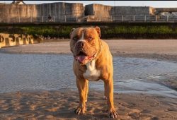 The Alapakh Bulldog is distinguished by devotion and intelligence. According to the owners, thes ...