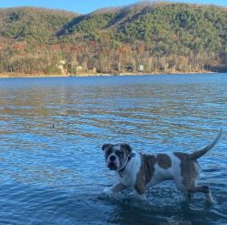 The Alapakhsky Bulldog, the Alapakhsky Purebred Bulldog, the Alapaha (Alapaha) or Otto (English  ...