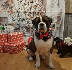 The history of dogs of the Alapakh Bulldog breed is based on the story of the Alapakh Bulldog Ot ...