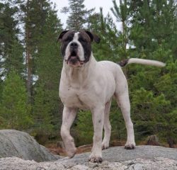 Although outwardly this breed and resembles the American Bulldog, it comes from the English Otto ...