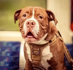 The use of the breed in modern realities comes down mainly to protective functions and family pa ...