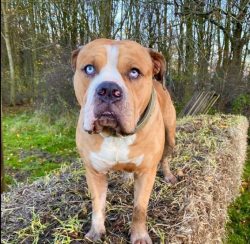 Like most Bulldogs, Otto protection is second to none. He is very jealous of the mission entrust ...