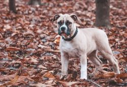 Alapaha is selflessly devoted to its owner and attentive to him. Dog training will not cause any ...