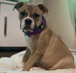 Alapaha will be happy to rush and play noisy games with your children. It is easy to treat other ...