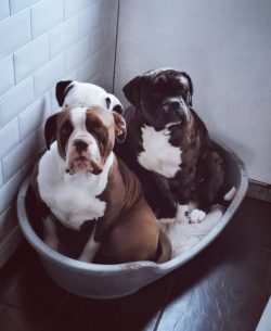Alapaha Blue Blood Bulldog can live in a city apartment, but of course, the pet will like the co ...