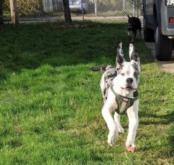 Alapakhsky Bulldog is a rare breed, but very colorful. The history of these beautiful animals is ...
