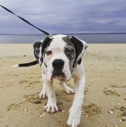 The Alapakh Bulldog is a very smart, independent, and loyal dog. In addition, this breed has an  ...