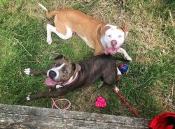 Alapaha may be a little stubborn, but overall he is very loyal. He is well aware of his place in ...