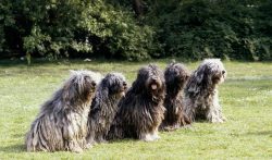 Bergamasco has well-developed protective instincts. If you are looking for a family guard dog, t ...