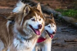Through genetic analysis, it was found that the Alaskan Husky is the closest relative of the Ala ...