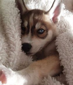 Today, fans of the Alaskan Husky breed not only fight for its recognition but also care about th ...