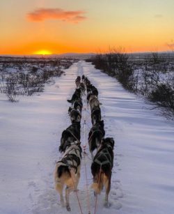 The Alaskan Husky is a true service dog that still participates in winter sports and is a great  ...