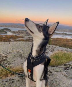 Like the Siberian Husky, the Alaskan is incredibly energetic and agile. He cannot sit still. And ...