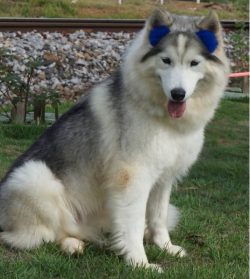 The Alaskan Husky can demonstrate independence and perseverance in achieving goals. Alas, this i ...