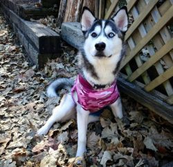 It is not so easy to practice with Alaskan Husky. A beginner can hardly cope with raising such a ...