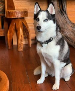 The Alaskan husky gets along best with school-aged children. Joint games on the street, active e ...
