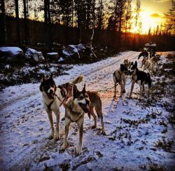 In the house where the Alaskan Husky lives, the situation when a baby appears in the house deser ...