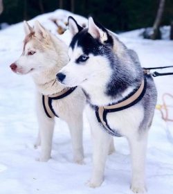 An Alaskan Husky can live in a city apartment, but the owner will have to make an effort to prov ...