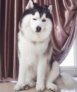 The Alaskan Husky breed is an offshoot of the Siberian Husky, crossed with hounds and other nort ...