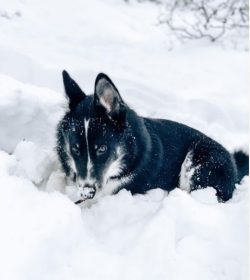 Training this dog requires patience, perseverance, and understanding from the owner. Training re ...