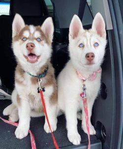 Alaskan Huskies have many of the external characteristics of their Siberian ancestors but tend t ...
