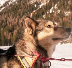 The Alaskan Husky is believed to be a cross between wolves, huskies, and Irish setters. 