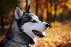 At the moment, Alaskan huskies are the fastest and most resilient sled dogs in the world. They a ...