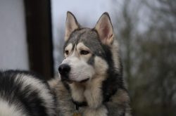 Like all huskies, Alaskans need a lot of free space to play and frolic. Because of their energet ...