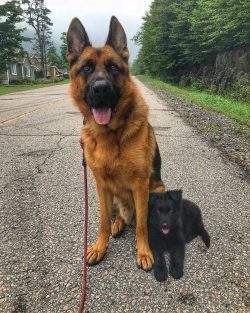 These dogs often perceive strangers through the prism of their relationship to the owner – ...