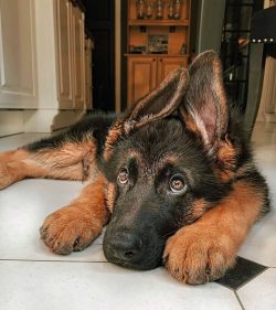 Training a German Shepherd is easy. These dogs do not have internal stubbornness, and the breed  ...