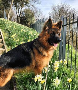 You should brush your German Shepherd’s coat twice a week, trim the nails three times a mo ...