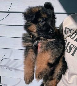 The German shepherd dog breed, like other breeds, is susceptible to certain diseases, including  ...