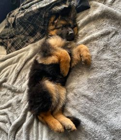 So, you decided to buy a dog and among the many breeds settled on a German shepherd. We can sinc ...