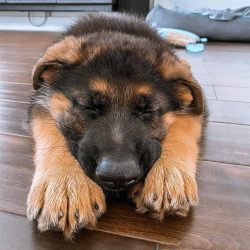 The German Shepherd Dog can have three types of coat: short, hard, long, hard, long and soft.