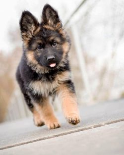 The German Shepherd Dog can have three types of coat: short, hard, long, hard, long and soft.