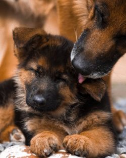 Initially, the German Shepherd was used exclusively to protect livestock from predators.