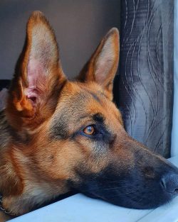 The excellent intelligence, dexterity and strength of dogs of this breed were noticed by dog ​​h ...