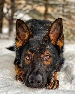 Since this dog is slightly larger than average in size, then in a small apartment it will not ha ...