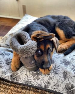 The German Shepherd is very quick-witted, so it is easy to train and train.