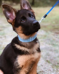 On average, German Shepherds live 12-14 years. If the recommendations regarding a balanced diet, ...
