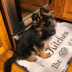 Dogs of this breed are well aware of the boundaries of the territory that needs to be protected.