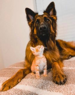 For effective training, it is best to use “gingerbread” in the form of dog treats.