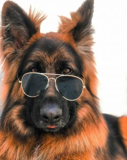 An adult dog has a stable and calm character. At this time, it is necessary to use who is the bo ...