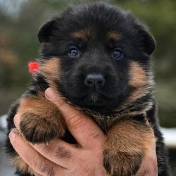 Any aggression, even sharp movements towards the owner or other family members will be regarded  ...