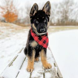 Dogs are great for small children in the family, perceiving them as part of the pack.