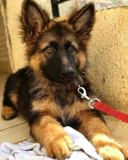 An adult dog has a stable and calm character. 