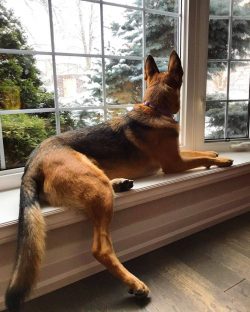 Only by raising him from a small puppy, you can get a loyal friend.