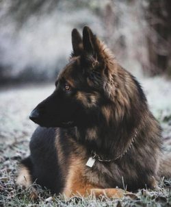 “German” is a very loyal dog, so you shouldn’t expect loyalty from an adult do ...