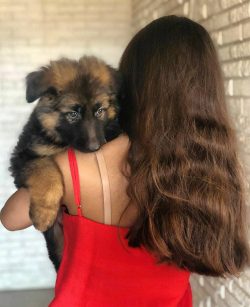 From about 2 months of age, the puppy is already able to understand and follow simple commands. 
