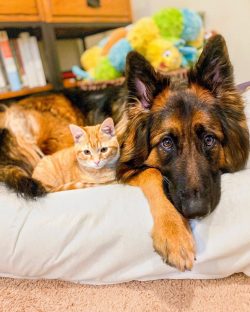“Germans” are trained much faster than representatives of other breeds, so they are  ...